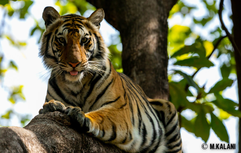 Bandhavgarh