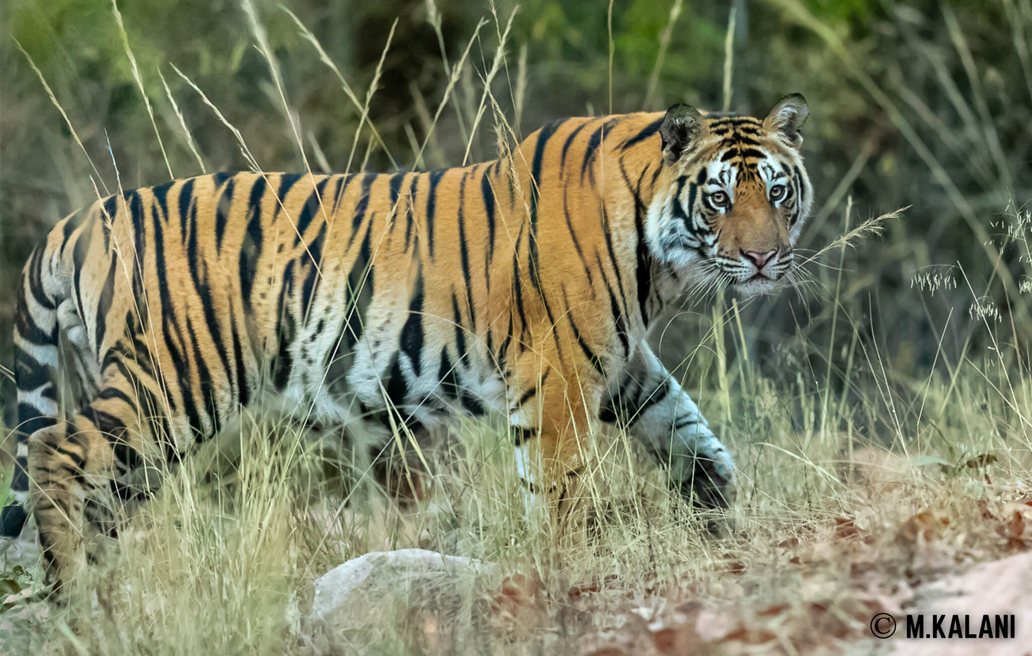 Bandhavgarh