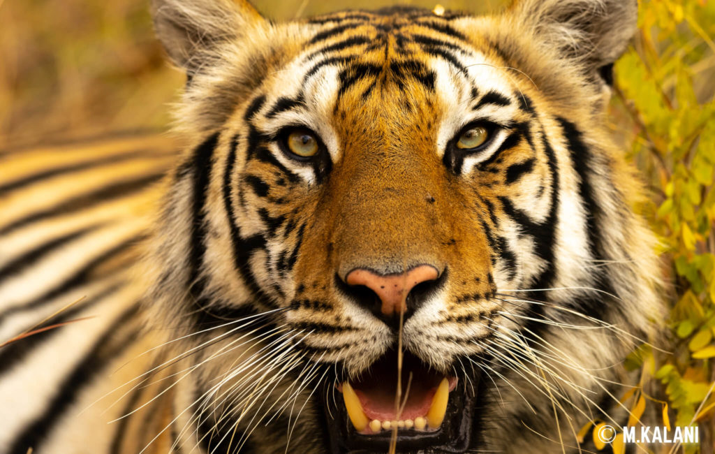 Bandhavgarh