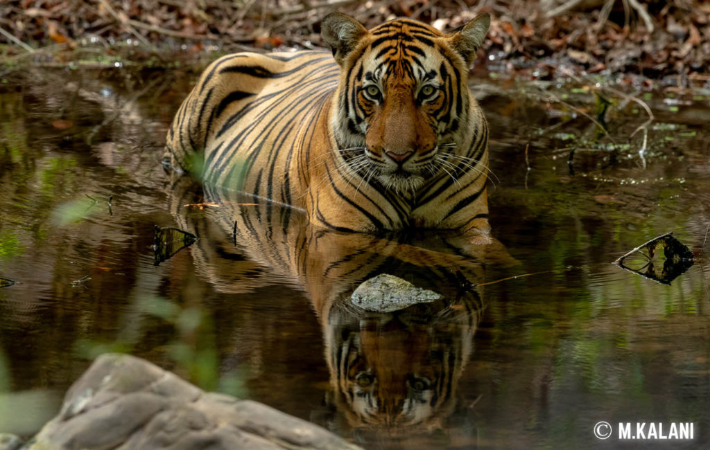 Ranthambore