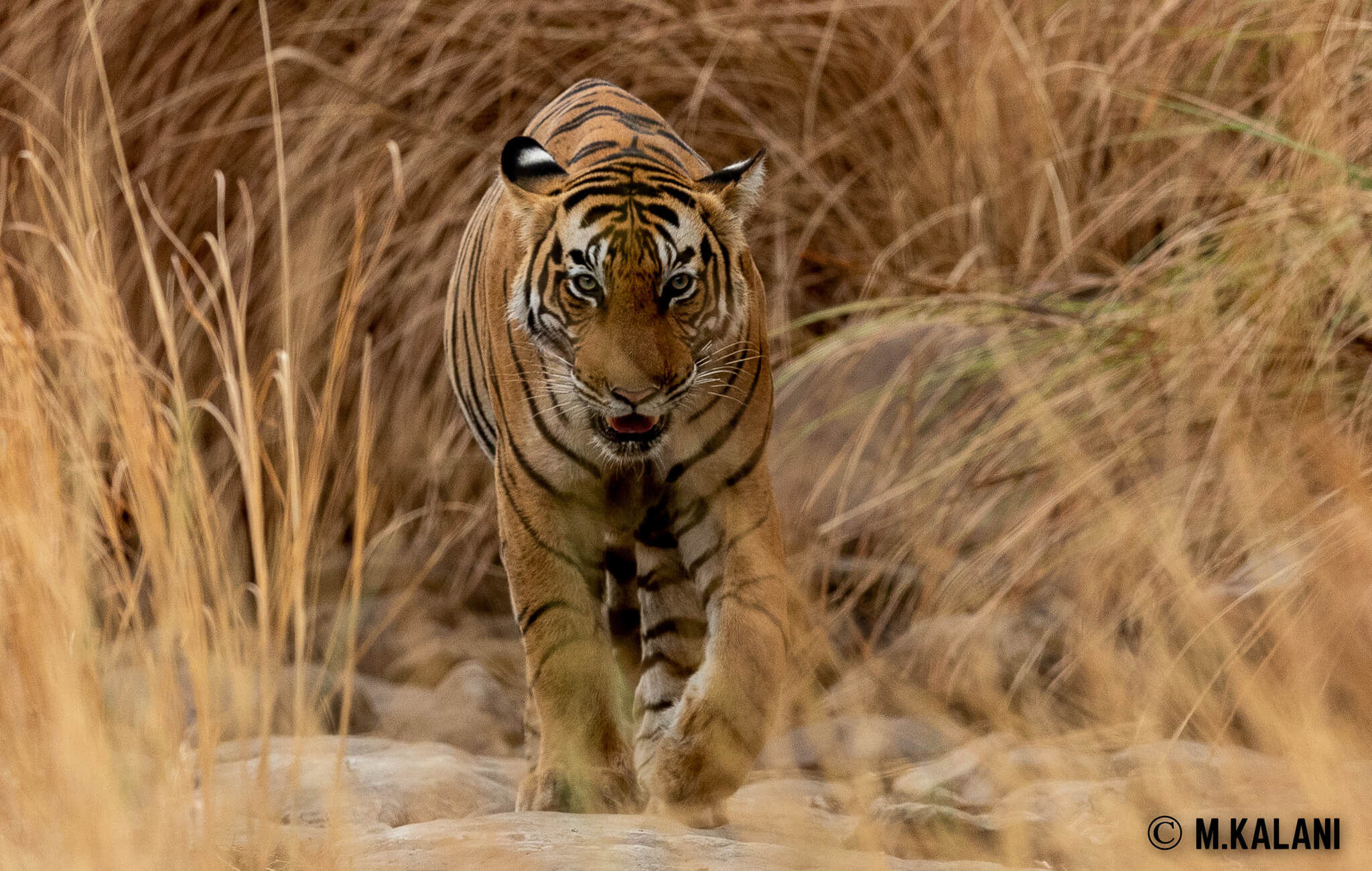 Ranthambore