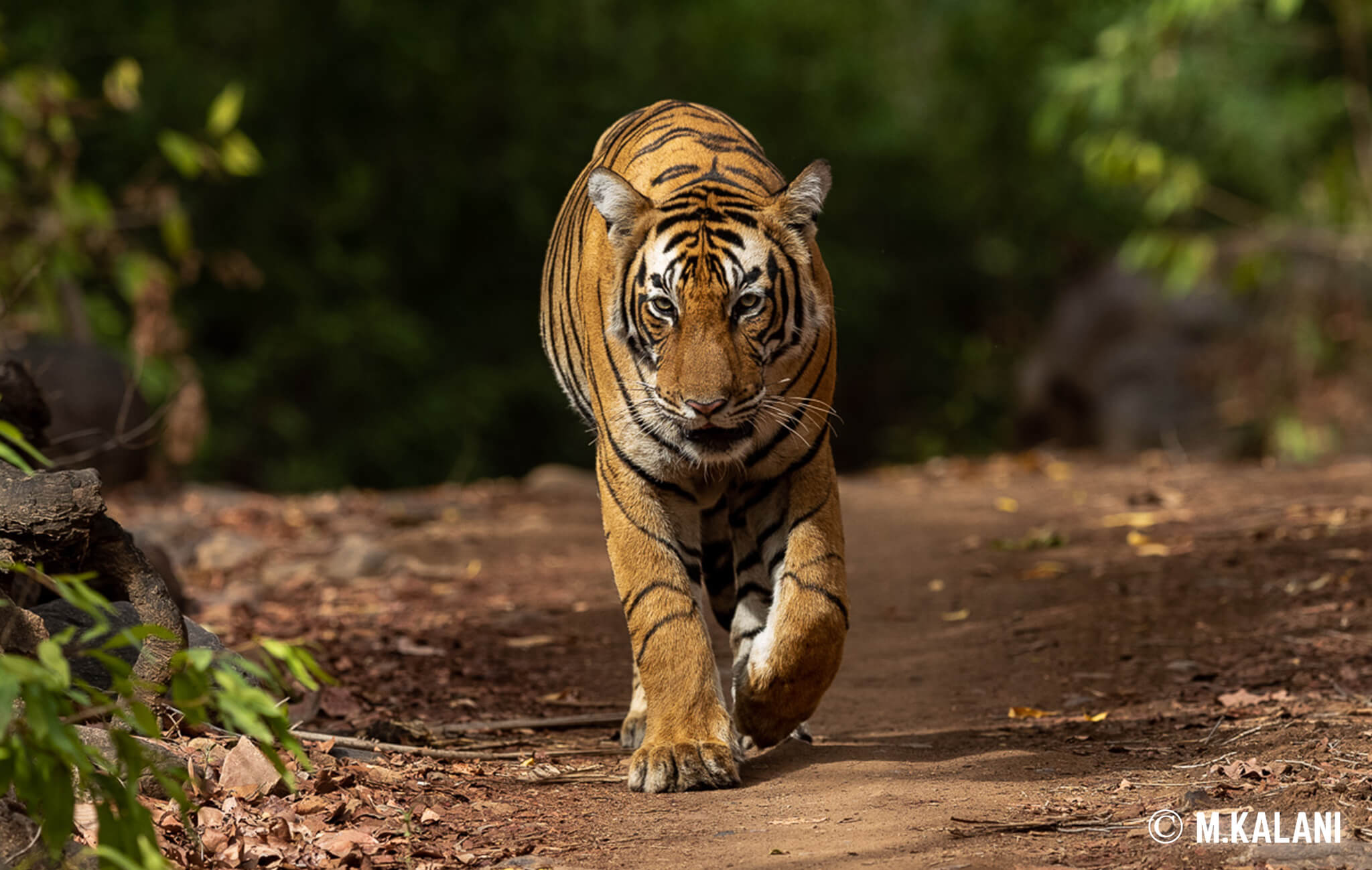 Ranthambore