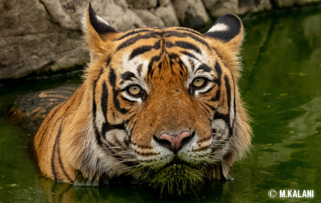 Ranthambore