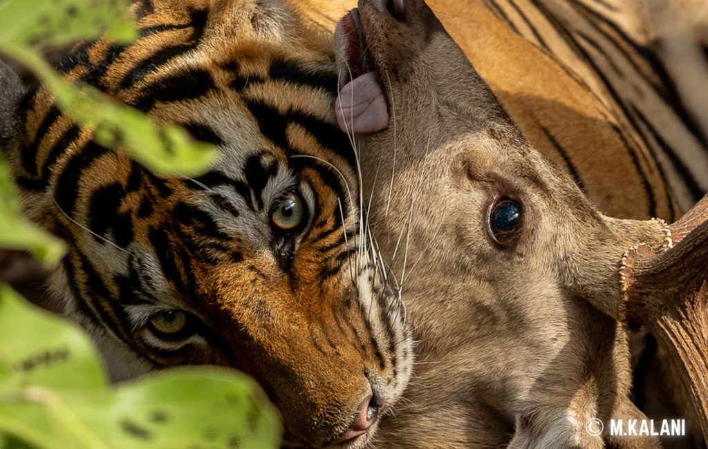 Ranthambore