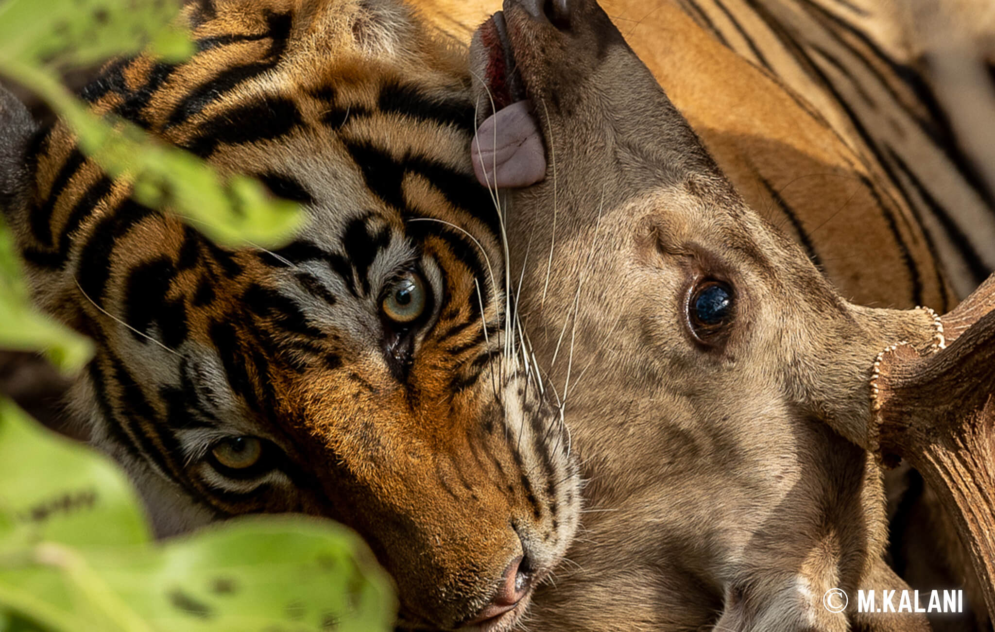 Ranthambore