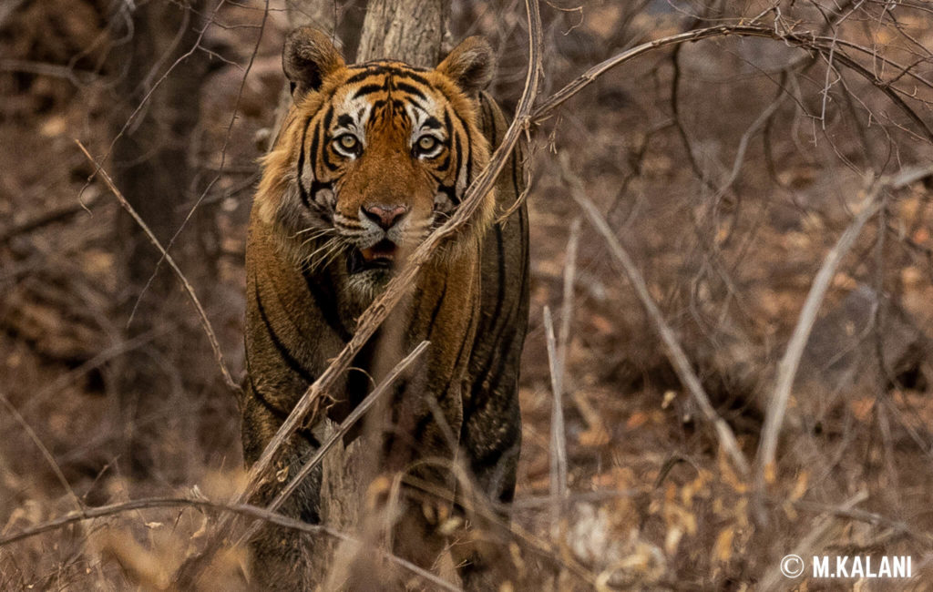 Ranthambore
