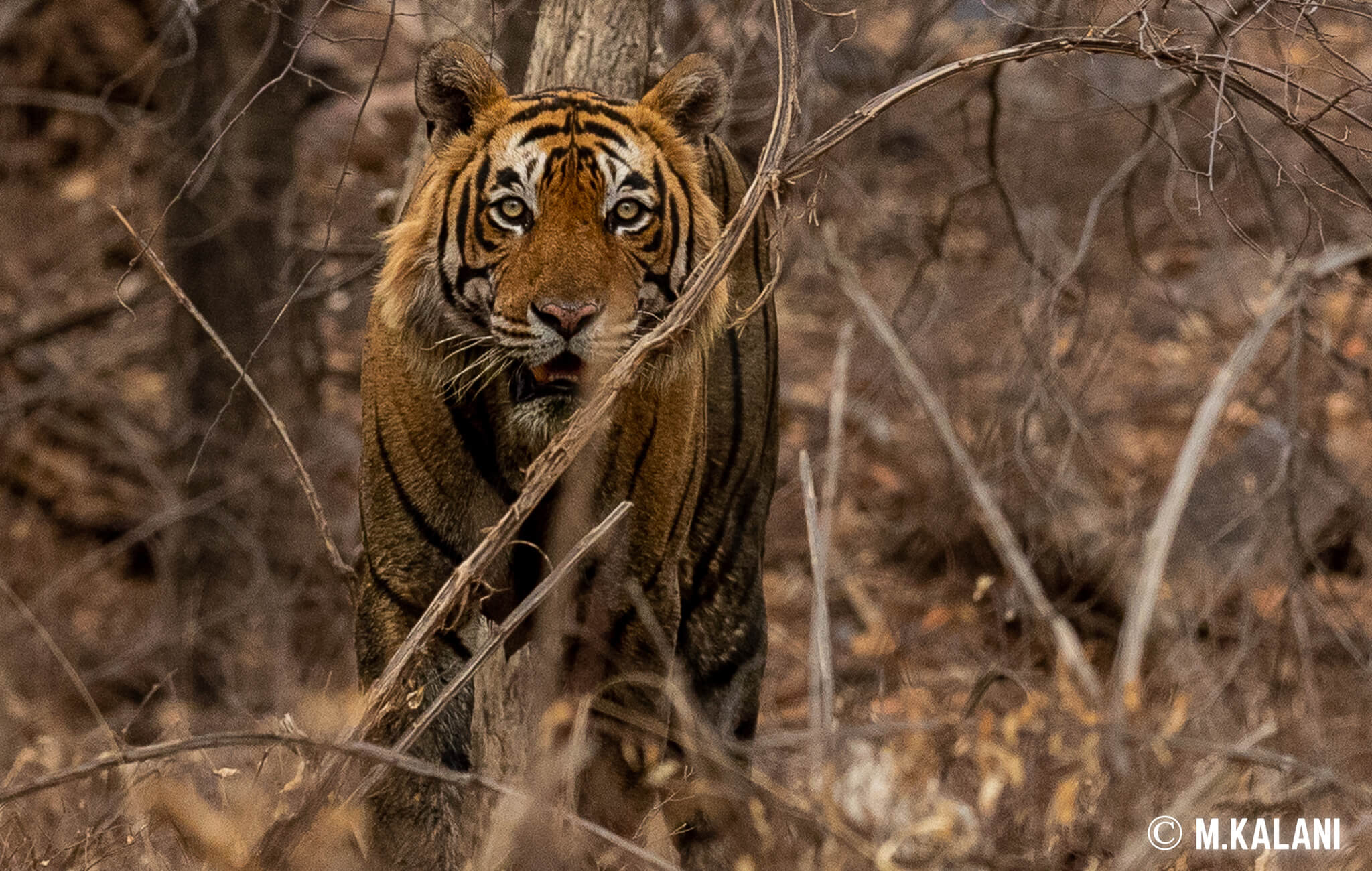 Ranthambore