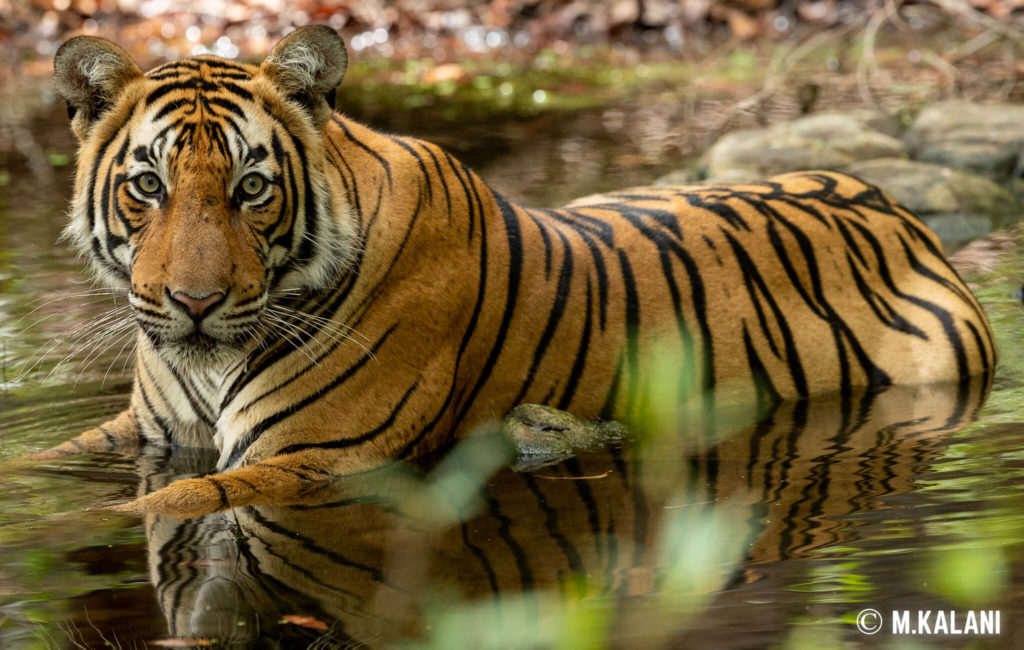 Ranthambore