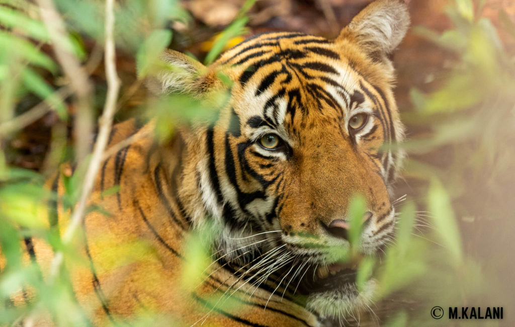 Ranthambore