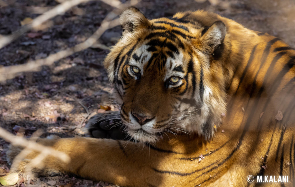 Ranthambore