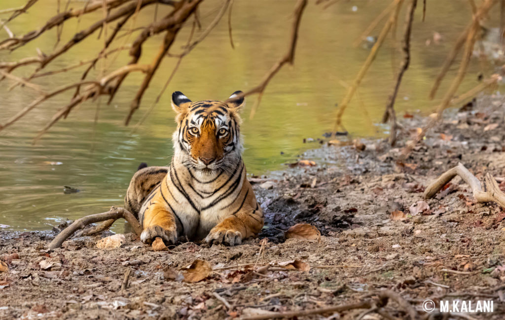 Ranthambore