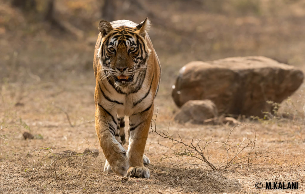 Ranthambore