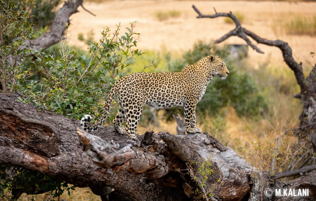 South Africa