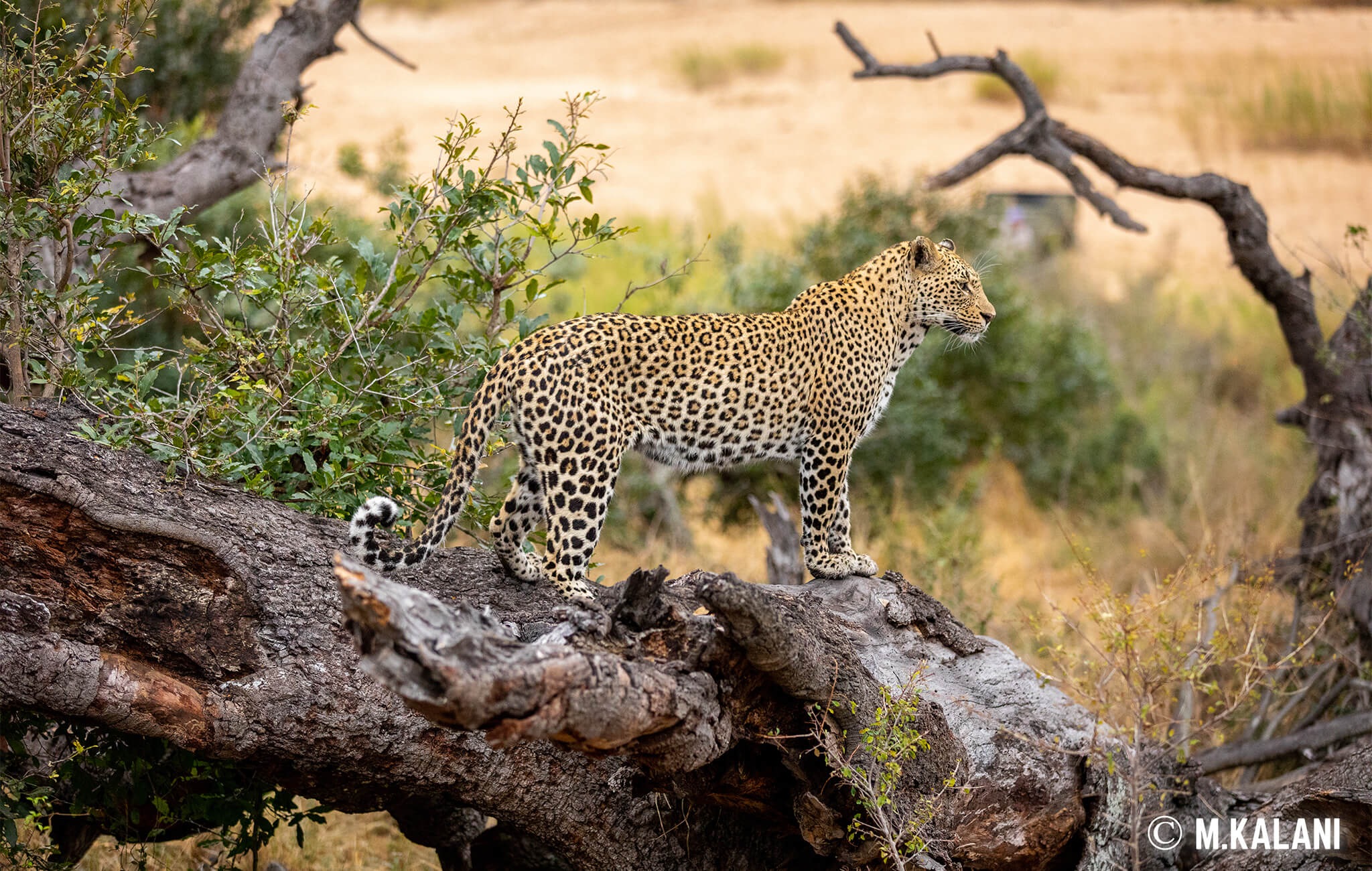 South Africa