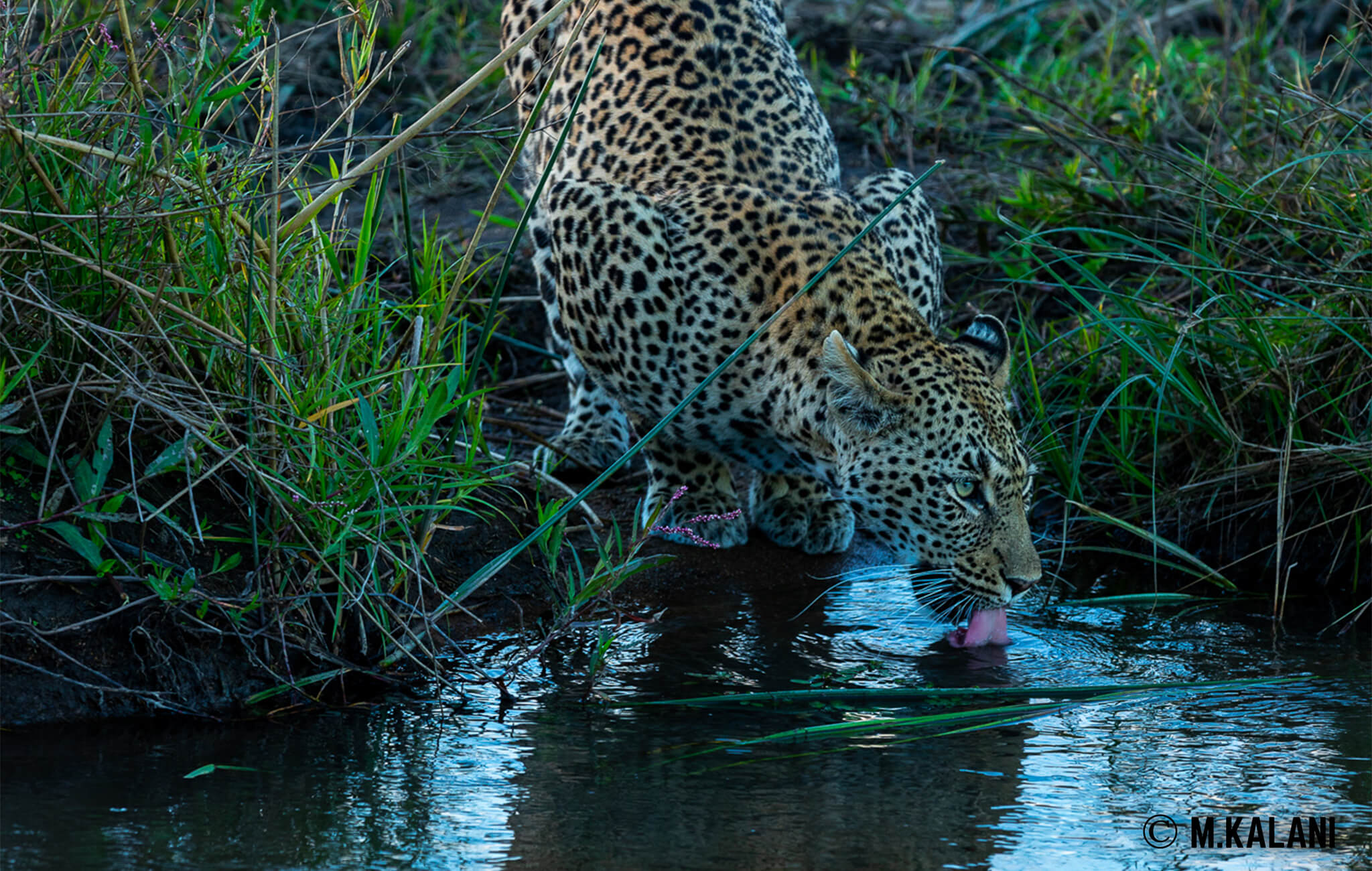 South Africa