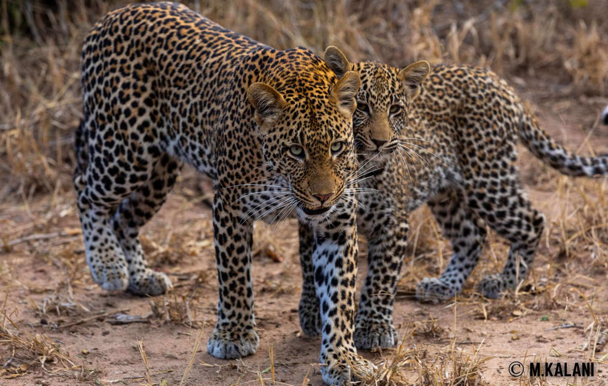 South Africa