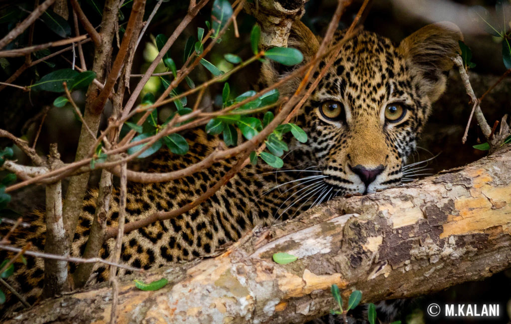 South Africa